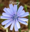 Chicory