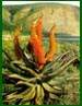 Cape Aloe Seeds