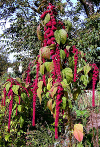 Loves Lies Bleeding