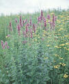 Hyssop, Anise