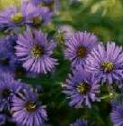 Aster, New England