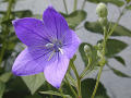 Balloon Flower