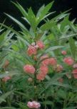 Balsam