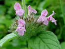 Basil, Wild