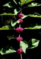Beauty Berry