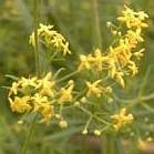 Bedstraw, Yellow, Bedstraw, Lady's
