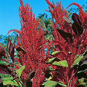 Burgundy Amaranth