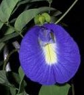 Butterfly pea