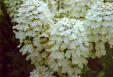 CandyTuft, Bitter