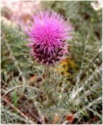 Cardoon