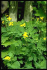 Celandine