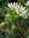 Chickweed