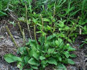 Plantain, Chinese