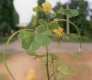 Senna, Chinese