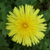 Dandelion, French