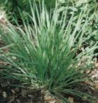 Lemongrass, East Indian