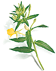 Evening Primrose