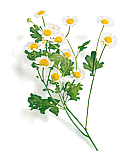 Feverfew