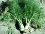 Fennel, Florence