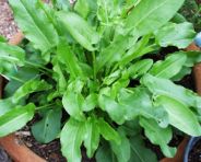 Sorrel, Garden (Blondedelyon)