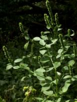 Hyssop, Giant Yellow