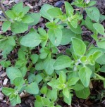 Greek Oregano