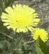 Hawkweed, Mouse Ear