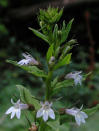 Lobelia, Indian Tobacco