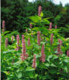 Hyssop, Korean (Korean Mint)