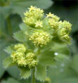 Lady's Mantle