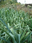 Leek