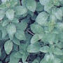 Marjoram, Sweet