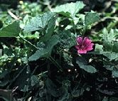 Mallow, Mauritian (Tree Mallow)