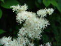 Meadowsweet