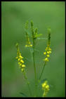 Melilot (sweet clover)