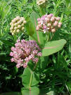 Milkweed