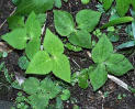 Mitsuba (Japanese Parsley)