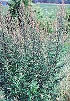 Mugwort