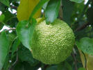 Osage-Orange