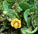 Prickly Pear