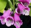 FoxGlove Purple