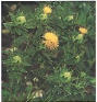 Safflower