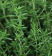 Summer Savory