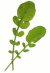 Cress, Upland (Winter Cress)