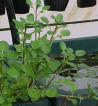 Watercress