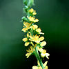 Agrimony, Chinese