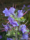 Bugloss, Viper's