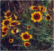 Coreopsis