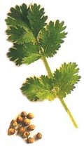 Coriander