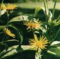 Elecampane